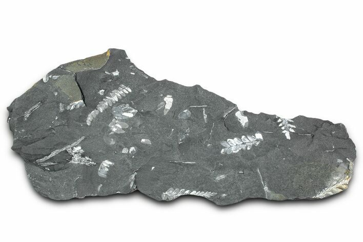 Fossil Seed Fern (Alethopteris & Pecopteris) Plate - Pennsylvania #336318